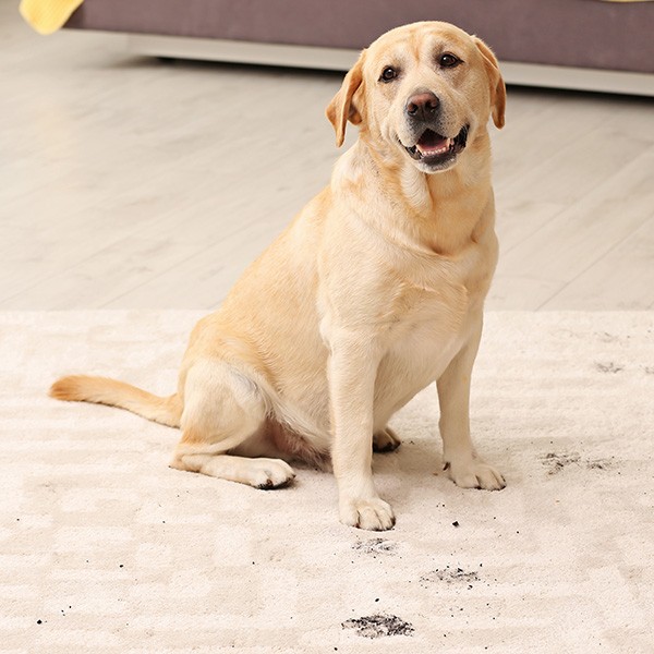 Cute dog leaving muddy paw prints on carpet | The Design House
