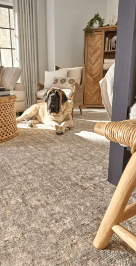 Pet friendly carpet | The Design House