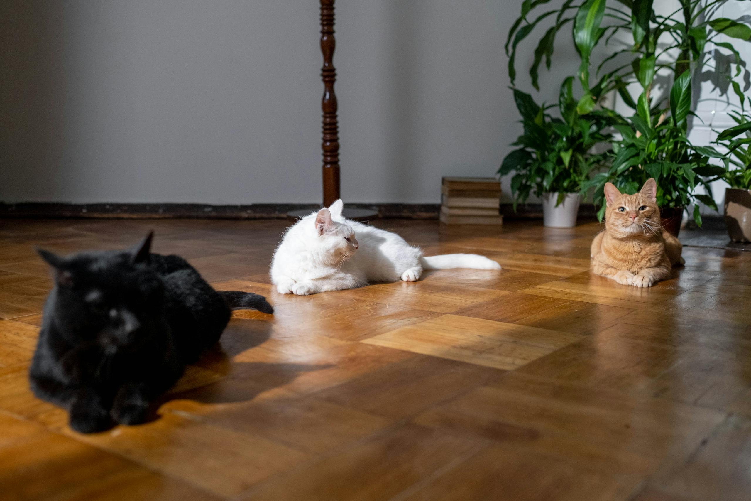 Three cats lounging on a wooden floor with indoor plants, enjoying the sunlight.